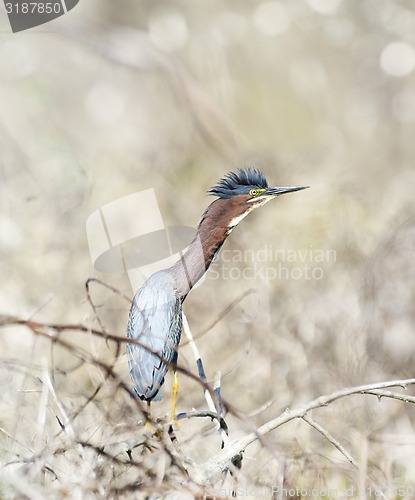 Image of Green Heron