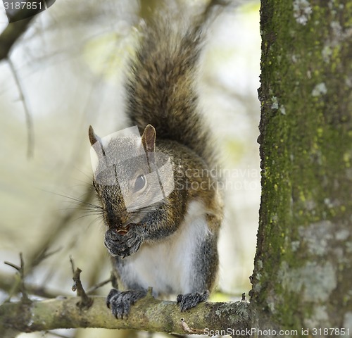 Image of Eastern Gray Squirrel