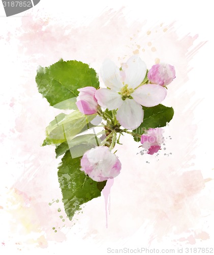 Image of Apple Tree Blossom.Watercolor