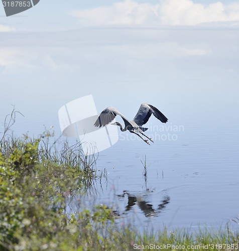 Image of Great Blue Heron