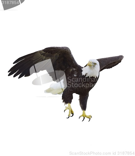 Image of American Bald Eagle