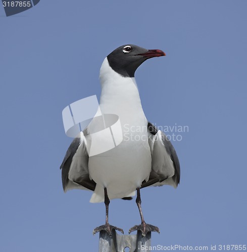 Image of Franklin\'s Gull