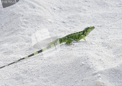 Image of Green Iguana