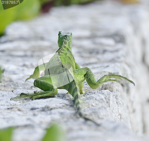 Image of Green Iguana