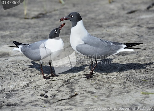 Image of Franklin\'s Gulls