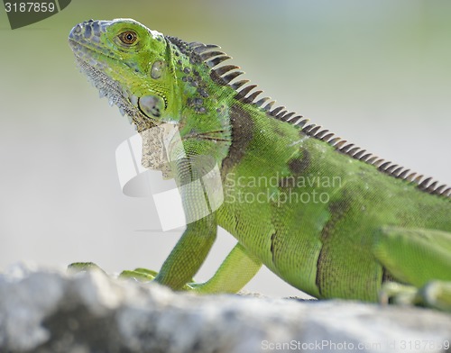 Image of Green Iguana