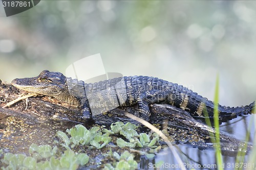 Image of American Alligator 