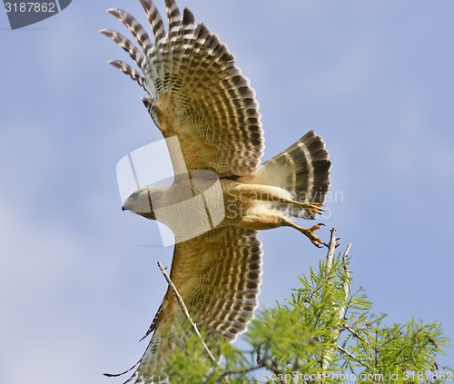 Image of Red Shouldered Hawk