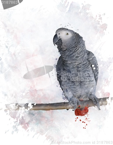 Image of African Grey Parrot Watercolor