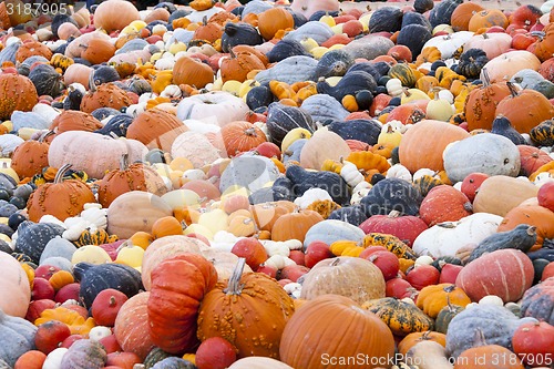 Image of Different maxima and pepo cucurbita pumpkin pumpkins from autumn