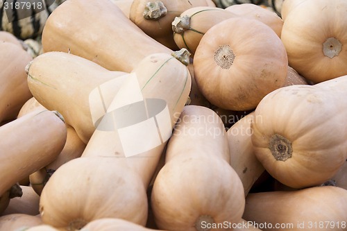 Image of Butternut Butternuss cucurbita pumpkin pumpkins from autumn harv