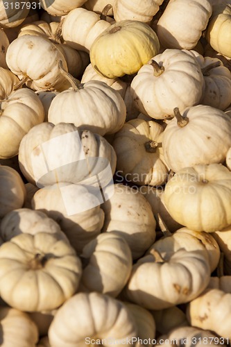 Image of Baby Boo White Mandarin cucurbita pumpkin pumpkins from autumn h
