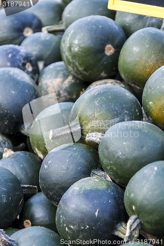 Image of Rondini cucurbita pumpkin pumpkins from autumn harvest