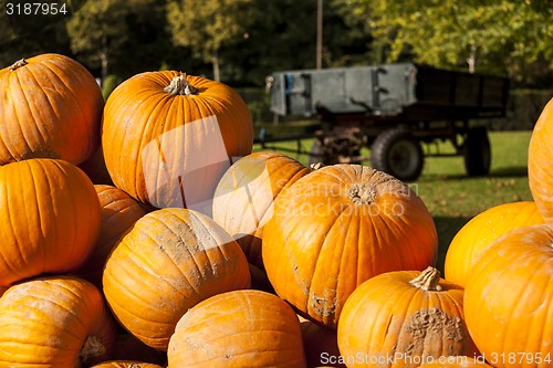 Image of Halloween big Halloween cucurbita pumpkin pumpkins from autumn h