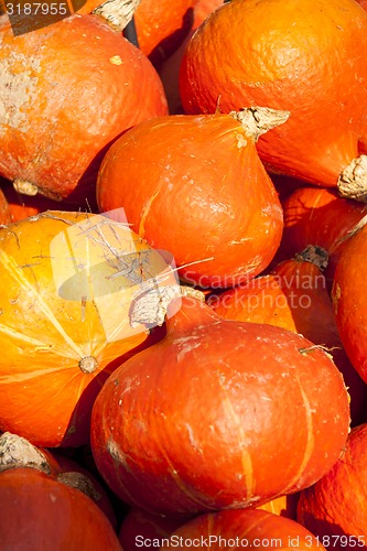 Image of red roter Hokkaido cucurbita pumpkin pumpkins from autumn harves