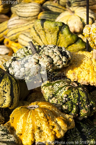 Image of Warted Patission cucurbita pumpkin pumpkins from autumn harvest