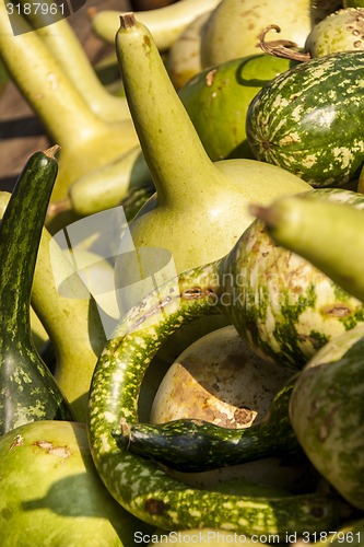 Image of Kalebassenkürbirs cucurbita pumpkin pumpkins from autumn harves