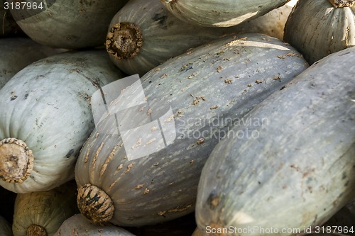 Image of Blue banana grey banana cucurbita pumpkin pumpkins from autumn h