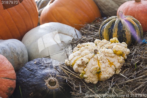 Image of Different maxima and pepo cucurbita pumpkin pumpkins from autumn