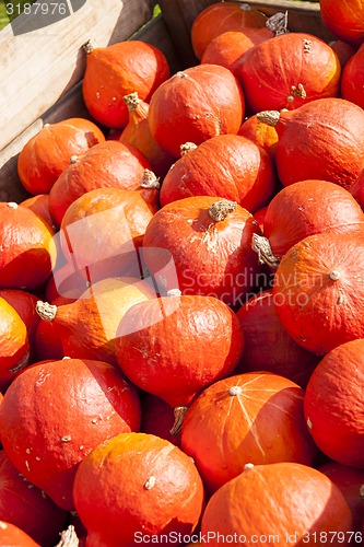 Image of red roter Hokkaido cucurbita pumpkin pumpkins from autumn harves
