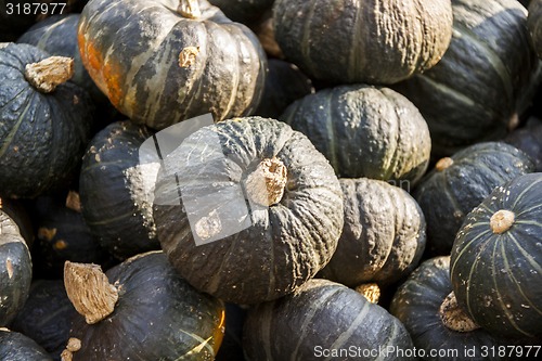 Image of Green Grüner Hokkaido cucurbita pumpkin pumpkins from autumn ha