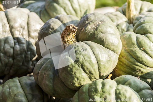 Image of Triamble Tristar cucurbita pumpkin pumpkins from autumn harvest