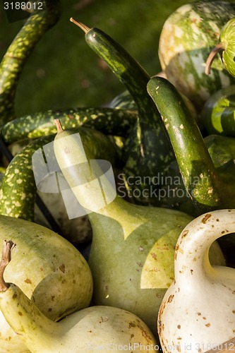 Image of Kalebassenkürbirs cucurbita pumpkin pumpkins from autumn harves