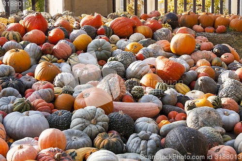 Image of Different maxima and pepo cucurbita pumpkin pumpkins from autumn