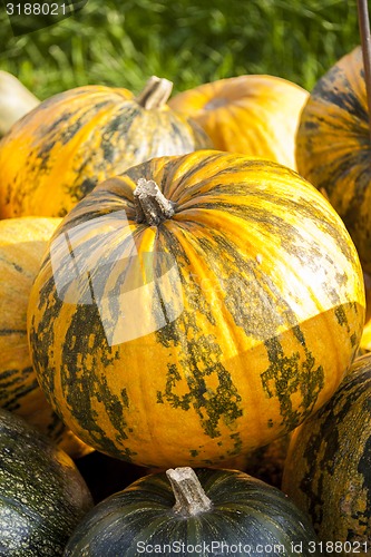 Image of Oil Lady Godiva cucurbita pumpkin pumpkins from autumn harvest 