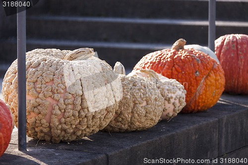 Image of Warzenkürbis Cucurbita Maxima pumpkin pumpkins from autumn harv