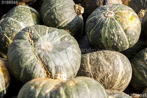 Image of Green Grüner Hokkaido cucurbita pumpkin pumpkins from autumn ha