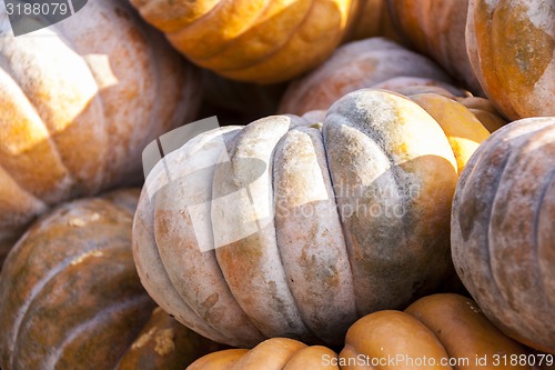 Image of Muscade de Provence cucurbita pumpkin pumpkins from autumn harve