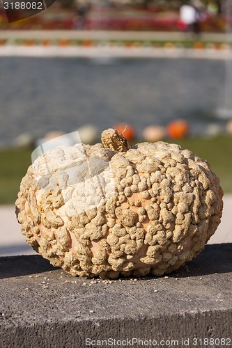 Image of Warzenkürbis Cucurbita Maxima pumpkin pumpkins from autumn harv