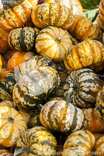 Image of Sweet Lightning Microwave cucurbita pumpkin pumpkins from autumn