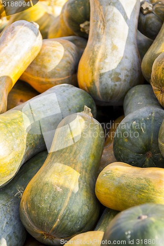 Image of Sonca cucurbita pumpkin pumpkins from autumn harvest