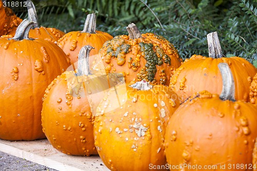 Image of Halloween big Halloween cucurbita pumpkin pumpkins from autumn h