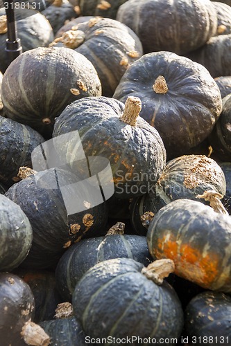 Image of Green Grüner Hokkaido cucurbita pumpkin pumpkins from autumn ha