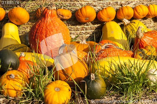 Image of Different maxima and pepo cucurbita pumpkin pumpkins from autumn