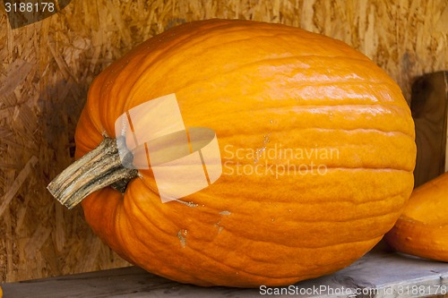 Image of Halloween big Halloween cucurbita pumpkin pumpkins from autumn h