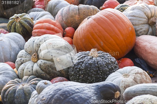 Image of Different maxima and pepo cucurbita pumpkin pumpkins from autumn