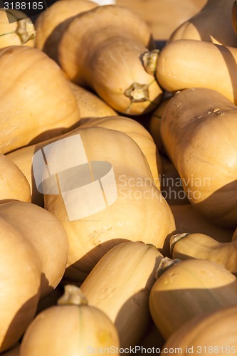 Image of Butternut Butternuss cucurbita pumpkin pumpkins from autumn harv