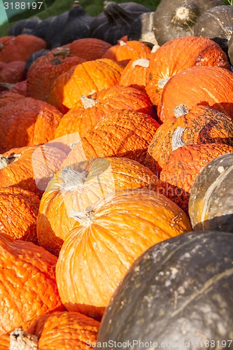 Image of Halloween big Halloween cucurbita pumpkin pumpkins from autumn h