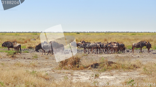 Image of wildebeests in Botswana