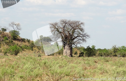 Image of Baobab tree in Botswana