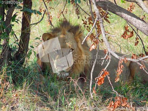 Image of resting lion in Botswana