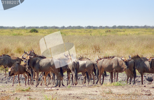 Image of wildebeests in Botswana