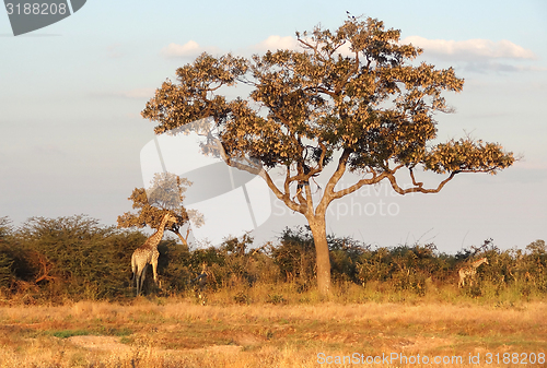 Image of giraffes in Botswana