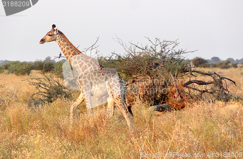 Image of giraffe in Botswana