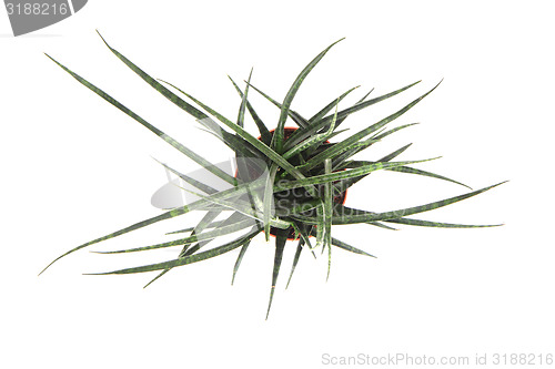 Image of Sansevieria plant