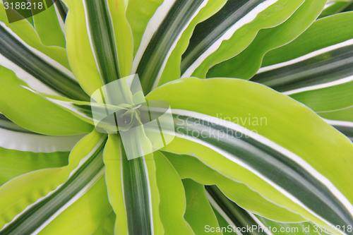 Image of dracaena plat